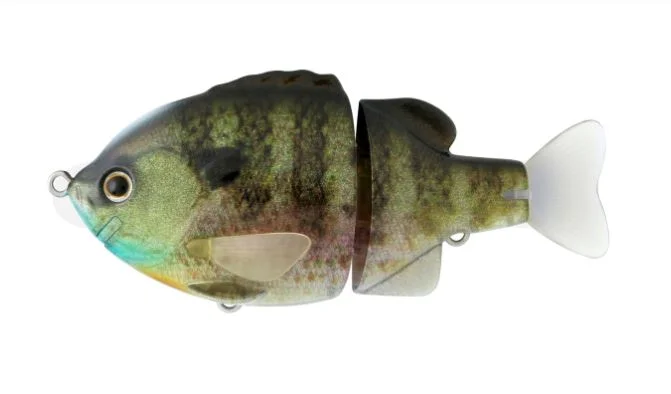 Real Bluegill #01