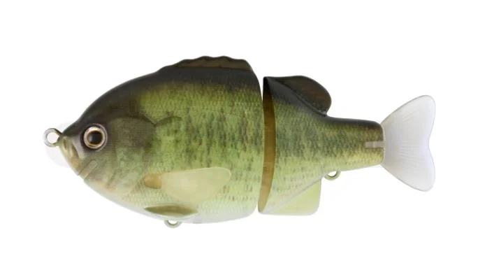 Largemouth Bass #08